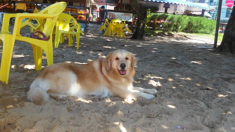 praia-joao-pessoa-pernambuco-cachorro-viagem