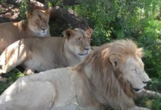 Safári no Lion Park e visita à Aldeia Lesedi Village: Roteiro de 1 dia