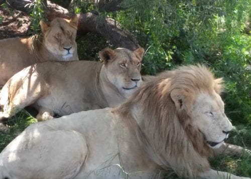 safari-lion-park-aldeia-lesedi-village-cultural-agencia-turismo