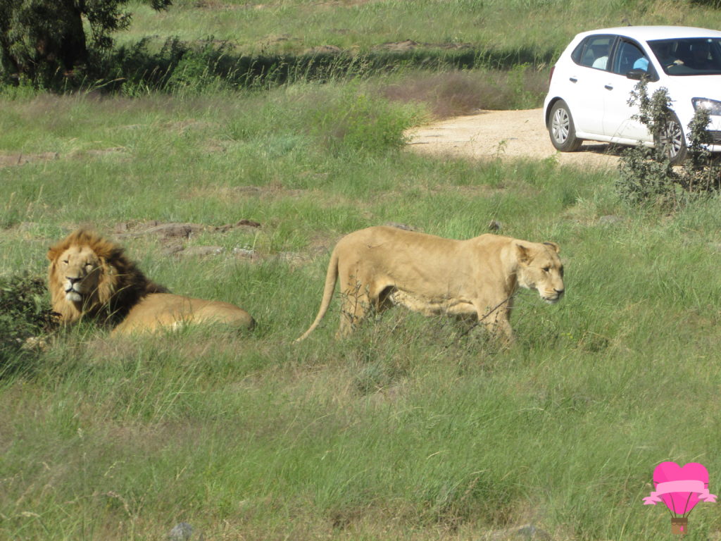 safari-lion-park-aldeia-lesedi-village-cultural-agencia-turismo