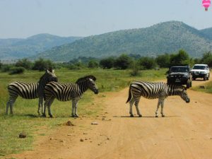 safari-pilanesberg-big-five-africa-sul