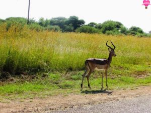 safari-pilanesberg-big-five-africa-sul