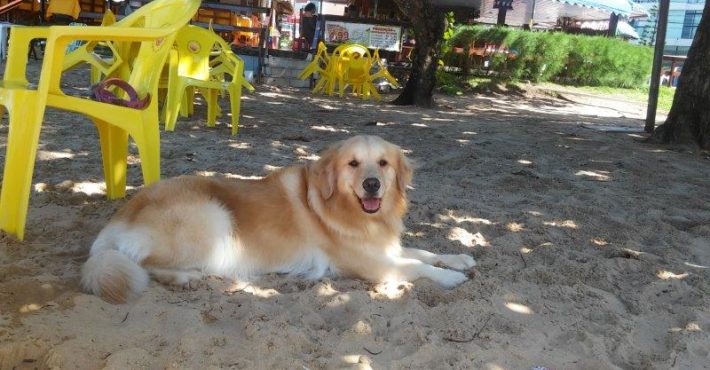 praia-joao-pessoa-pernambuco-cachorro-viagem