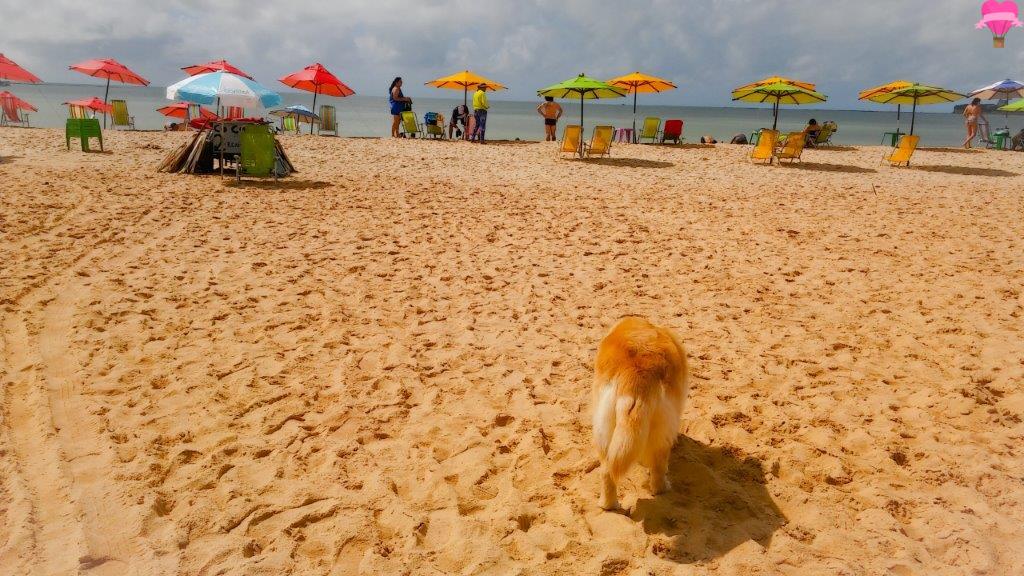 praia-tambau-letreiro-jampa-joao-pessoa-viagem-cachorro-nordeste-paraiba-pet-friendly