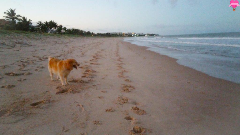 praia-intermares-joao-pessoa-pernambuco-cachorro-viagem