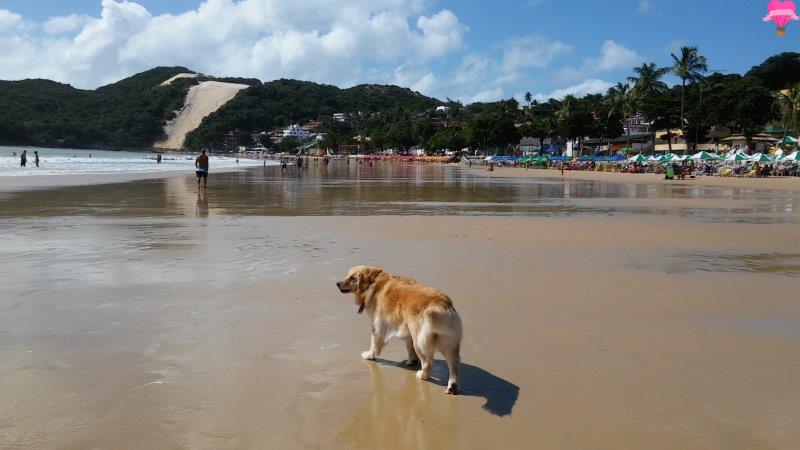 praia-ponta-negra-natal-rio-grande-norte-cachorro-pet-friendly