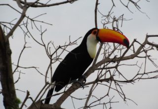 Dica de hospedagem no Pantanal – Pousada Aguapé