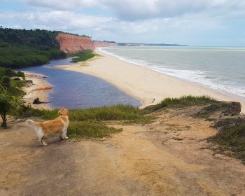 praia-japara-grande-prado-cachorro