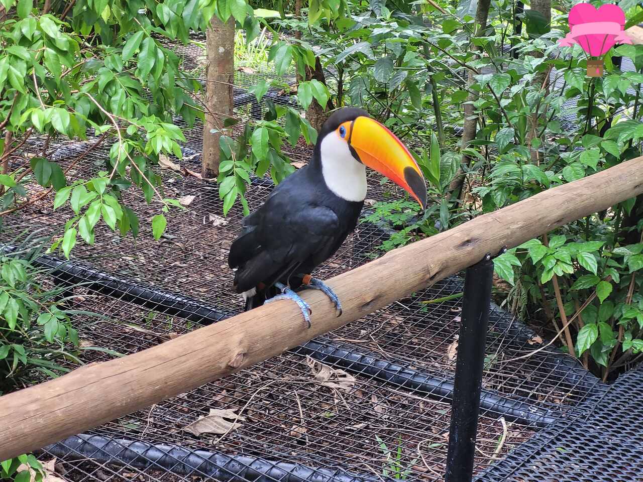 tucanos-parque-das-aves-foz-iguacu