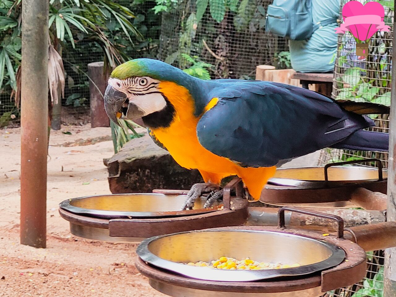 araras-parque-das-aves-foz-iguacu