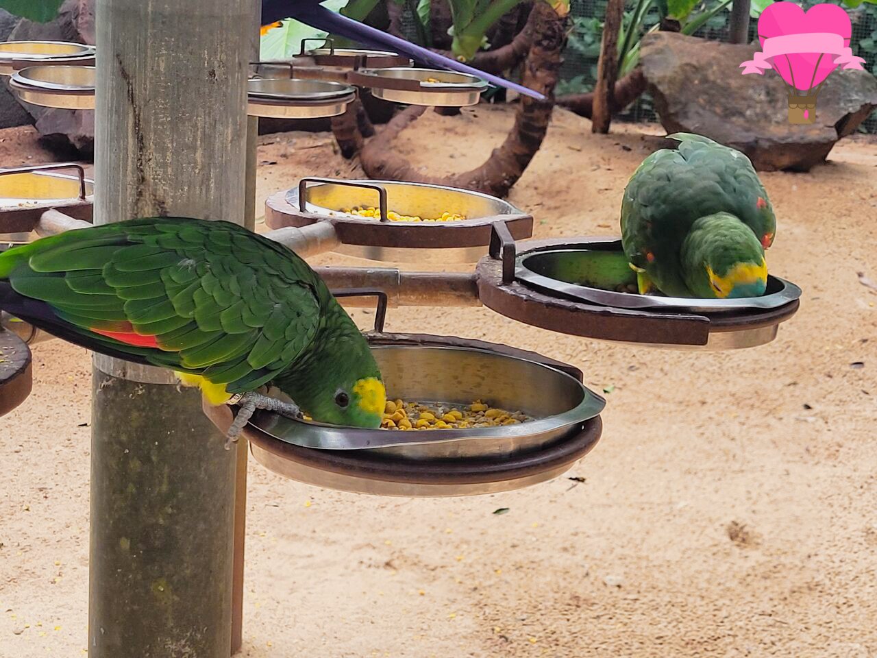 araras-parque-das-aves-foz-iguacu