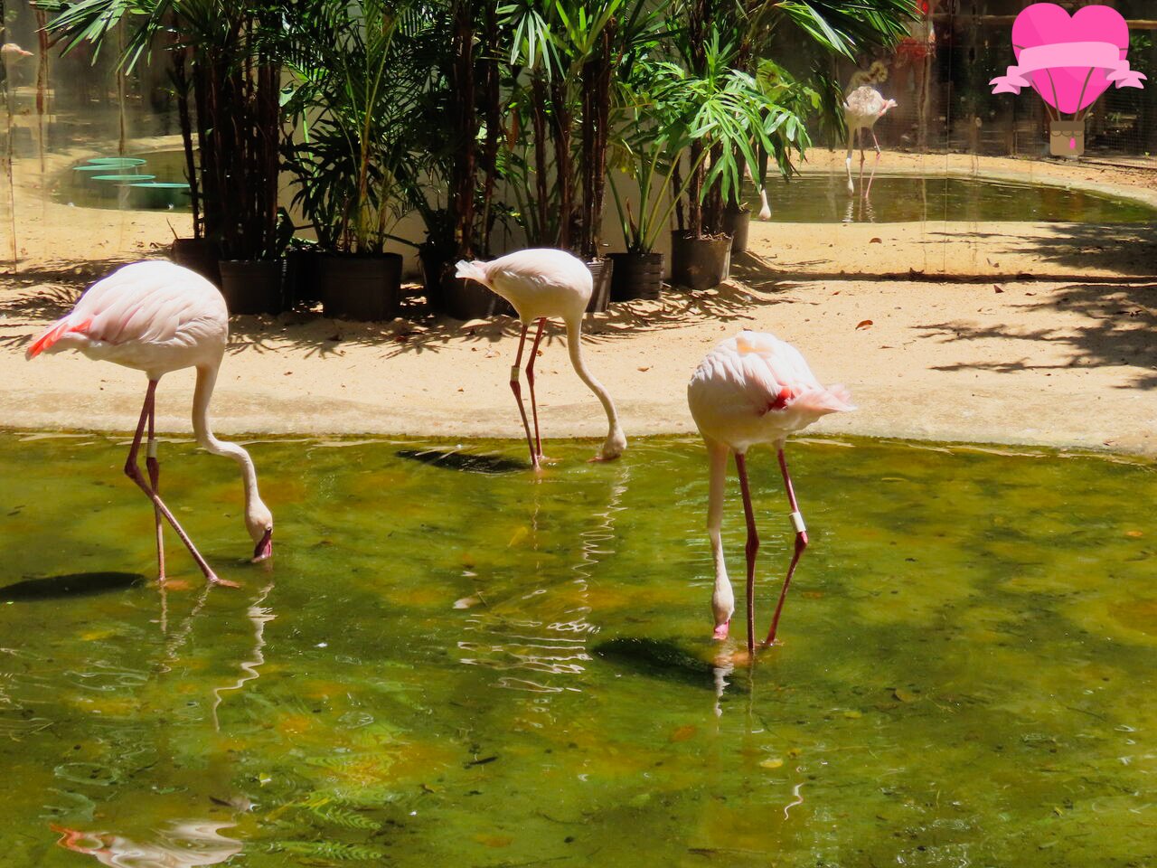 flamingos-parque-das-aves-foz