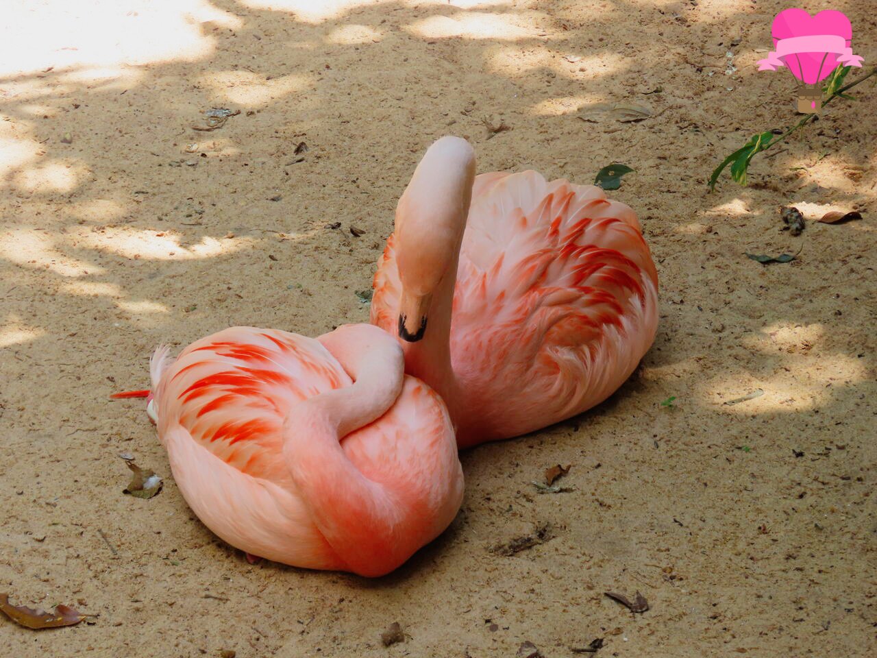 flamingos-parque-das-aves-foz