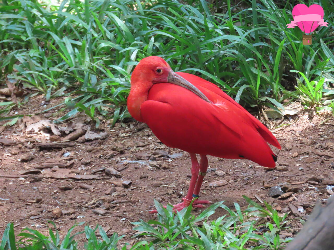 guara-parque-aves-pararana-foz-iguacu