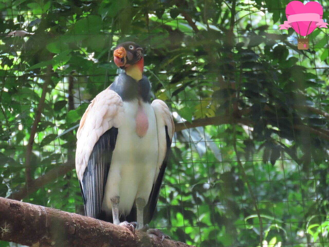 parque-das-aves-foz-iguacu