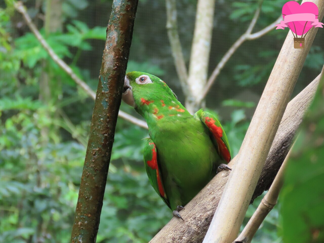 parque-das-aves-foz-iguacu