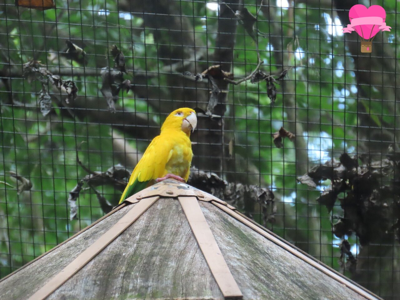 guaruba-parque-aves-foz-iguacu