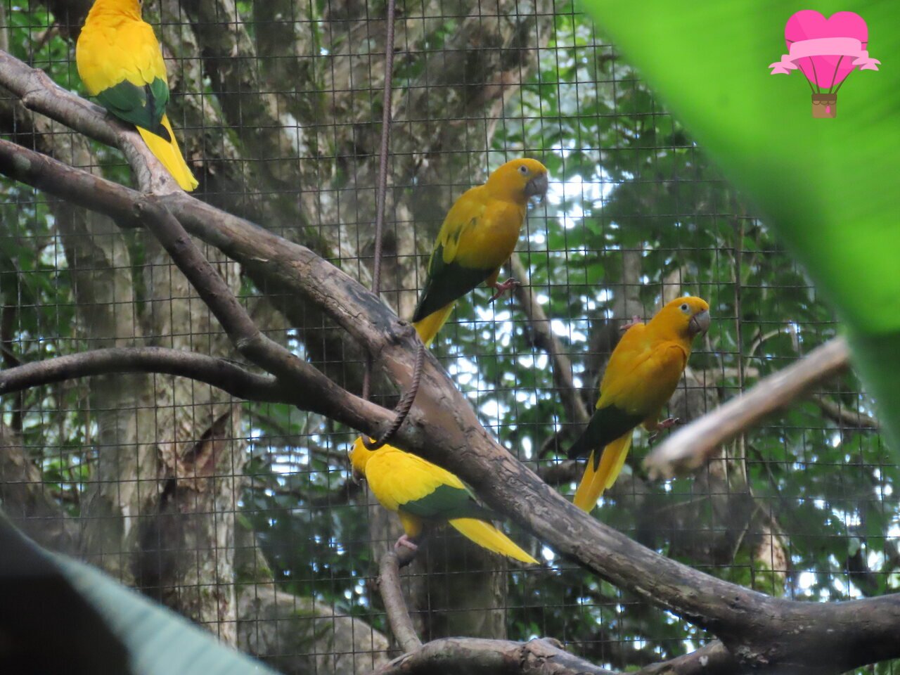 guaruba-parque-aves-foz-iguacu