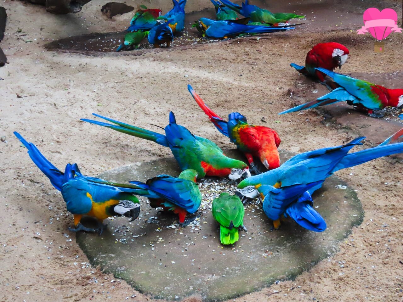 araras-parque-das-aves-foz-iguacu